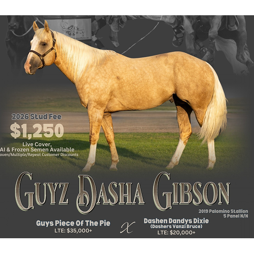Palomino horse named Guyz Dasha Gibson available for $1,250.